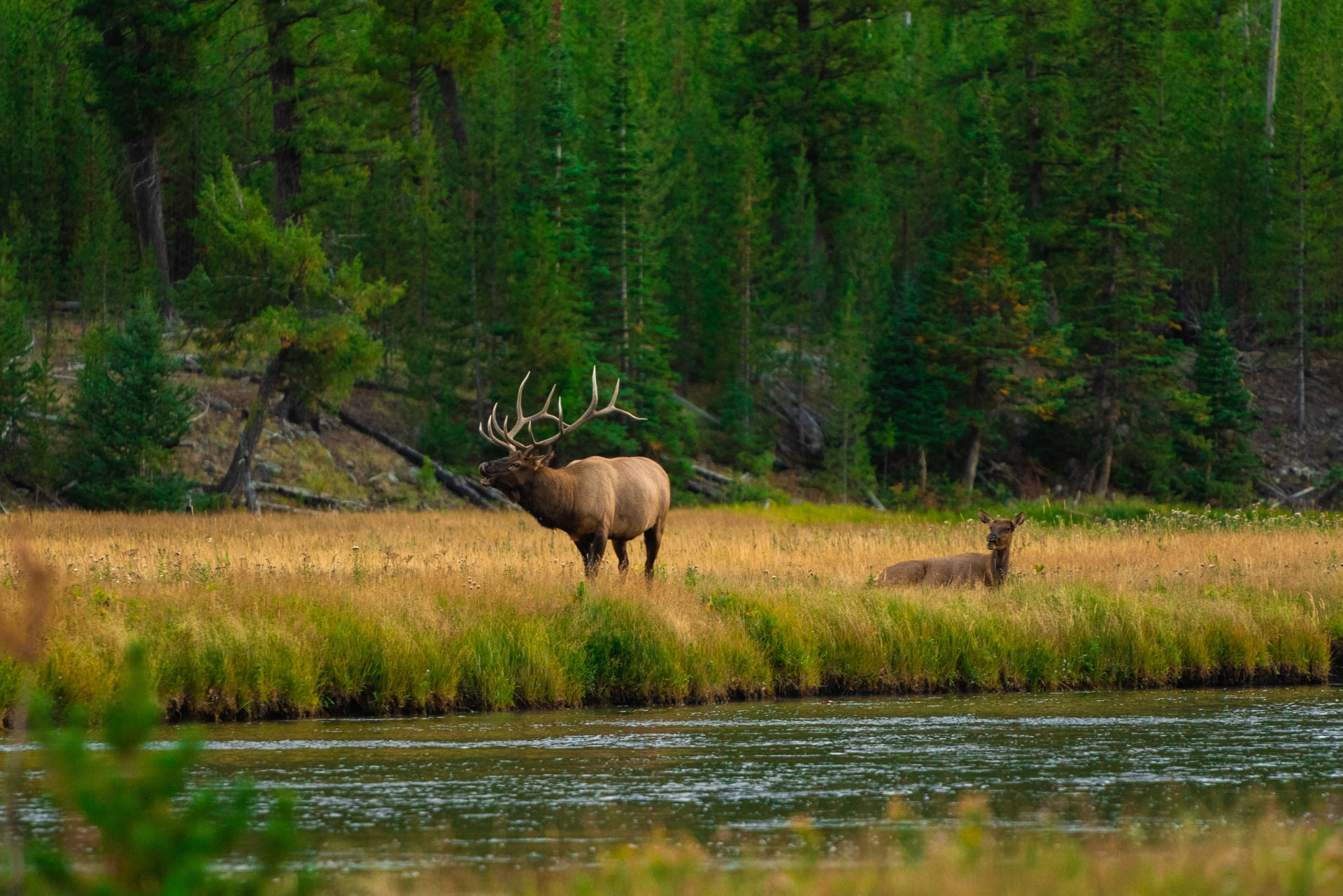 Bull elk standing in a grassy riverside meadow at the edge of a Yellowstone forest